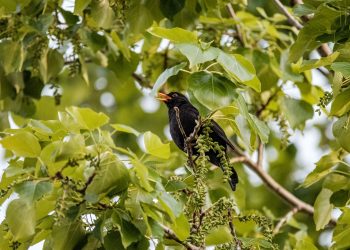 GitHub releases Blackbird code search engine